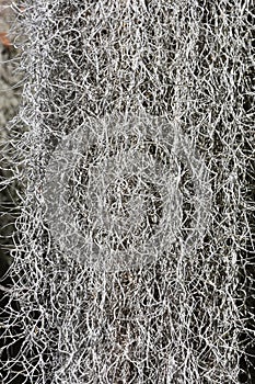 Closeup on Spanish moss epiphytic plant