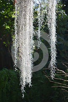 Closeup on Spanish moss epiphytic plant