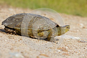 Closeup of a Spanish pond turtle looking for a safe place during daylight