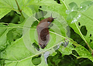 Closeup of a spanish slug