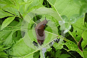 Closeup of a spanish slug