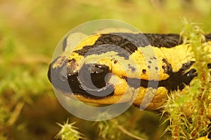 Closeup on the Spanish Tendi Valley fire salamander, salamandra bernardezi photo