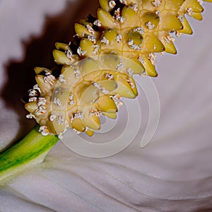 Closeup of a spath flower pollen