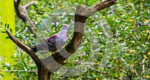 Closeup of a speckled african pigeon standing on a tree branch, tropical dove specie from Africa