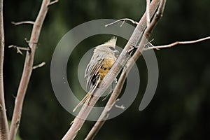 Closeup of speckled mousebird perching on branch isolated in green nature background