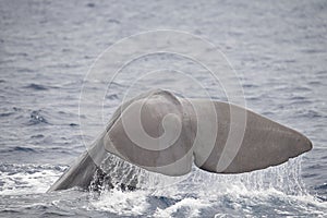 Closeup of a sperm whale caudal fin swimming on the surface of the Ligurian sea photo