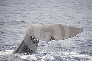 Closeup of a sperm whale's caudal fin swimming on the surface of the Ligurian sea photo