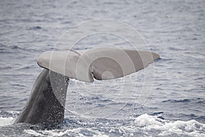 Closeup of a sperm whale's caudal fin swimming on the surface of the Ligurian sea photo