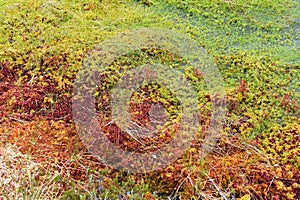 Closeup on Sphagnum peat moss succession photo