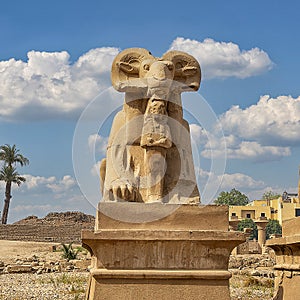 Closeup of a sphinx on the South side of the Avenue of Sphinxes leading to the first pylon of the Karnak Temple in Luxor, Egypt.