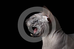 Closeup Sphynx Cat Hisses on black