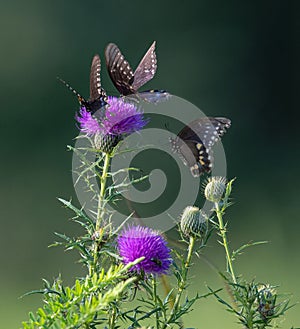 Closeup of Spicebush swallowtails perched atop a thistle plant, with lush foliage in the foreground