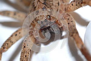 Closeup of spider