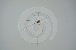 Closeup on spider daddy long legs indoor