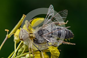 Closeup of a spider eating its freshly caught bee prey on a yellow flower