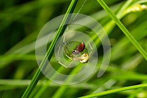 Closeup of the spider Enoplognatha ovata or the similar Enoplognatha latimana, family Theridiidae. On the underside of a