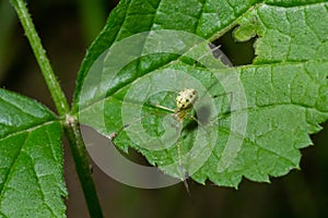 Closeup of the spider Enoplognatha ovata or the similar Enoplognatha latimana, family Theridiidae. On the underside of a leaf of