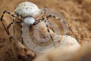 Closeup of Spider patisson on snag in desert.