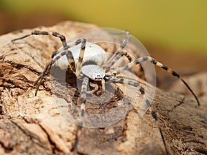 Closeup of Spider patisson on snag at sunny day.