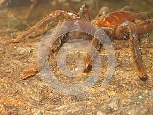 Closeup   spider tarantula Lasiodora parahybana . photo