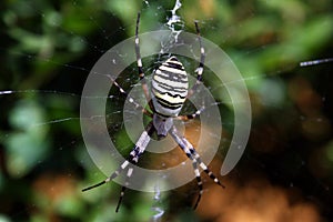 Whit-black spider waiting in the net trap