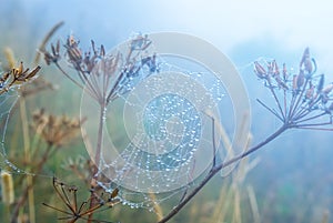 Closeup spider web on a bush in a mist and water drops