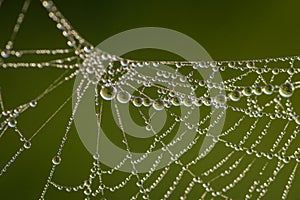 Closeup of spider web covered by morning dew drops
