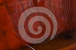 Spider web  on a red blurry background