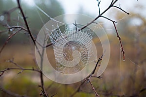 Closeup spider web in a water drops on the bush branch