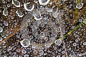 closeup spider wen in water drops after a rain