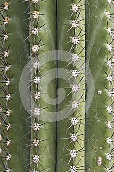 Closeup of a spikey cactus