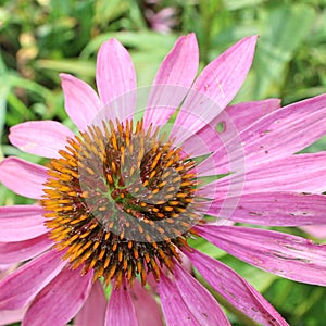 Closeup of the spiky capitulum of a pink Echinacea flower photo