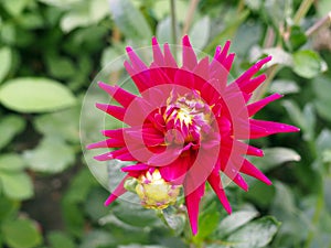 Closeup of a spiky colorful red Cactus Dahlia with double-flowering bloom with long, half rolled petals and green background