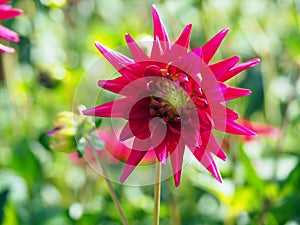 Closeup of a spiky colorful red semi-Cactus Dahlia with double-flowering bloom with long, half rolled petals and green background