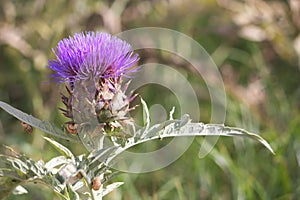 Closeup of the spiky flower of an artichoke plant Cynara scolymus