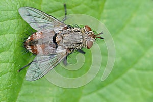 Closeup on a spiky tachinid fly, Tachina fera, sitting on a green leaf in the garden