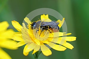 Closeup of the Spined mason bee pollinating on the yellow flatweed flower