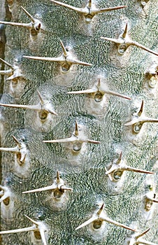 Closeup of spines on pachypodium plant bark in an indian garden