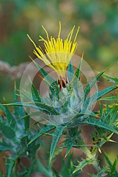 Closeup on the spiny Mediterranean woolly distaff thistle, Carthamus lanatus an invasive plant to California , USA
