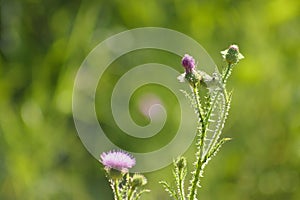 Closeup of spiny plumeless thistle flowers in bloom and buds with green blurred plants on background