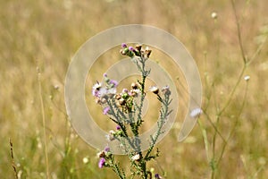 Closeup of spiny plumeless thistle flowers with brown blurred plants on background