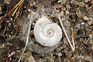Closeup of a spiral snail shell on a beach