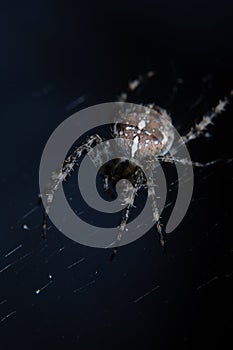 Closeup of spiser on web on black background photo