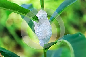 Closeup of Spittlebug foam on a leafy plant