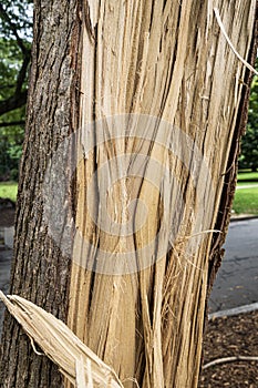 Closeup of splintered tree trunk after violent storm