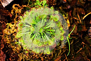 Closeup Spoon leaved sundew plant ,drosera spatulta capensis ,Fraser island Spatula sundew ,carnivorous plant ,