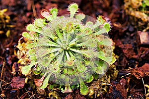 Closeup Spoon leaved sundew plant ,drosera spatulta capensis ,Fraser island Spatula sundew ,carnivorous plant ,