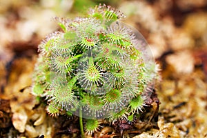 Closeup Spoon leaved sundew plant ,drosera spatulta capensis ,Fraser island Spatula sundew ,carnivorous plant ,