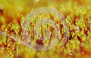 Closeup of sporophytes of moss in sunlight.