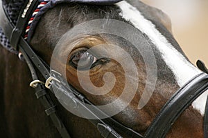 Closeup of a sport horse head with detail on the beautiful eye